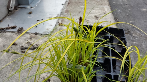 Winton Rain Garden (7)